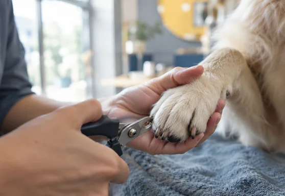 A dog’s nails being trimmed with small clippers