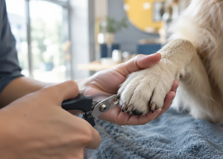Nails being trimmed on a dog’s front paw