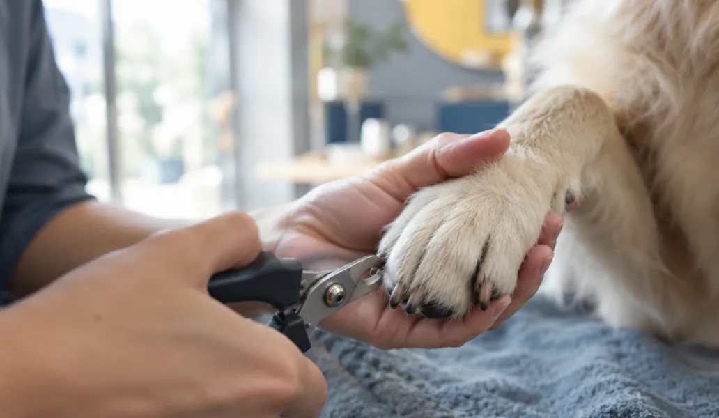What to check on your dog's paws between grooms
